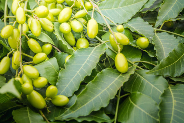 Neem